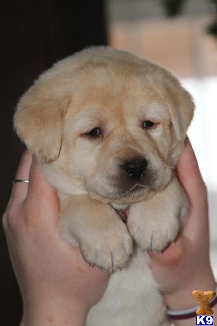 labrador retriever puppy posted by Glory View Labradors